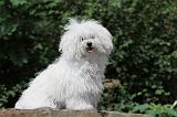 BICHON BOLONAIS 001